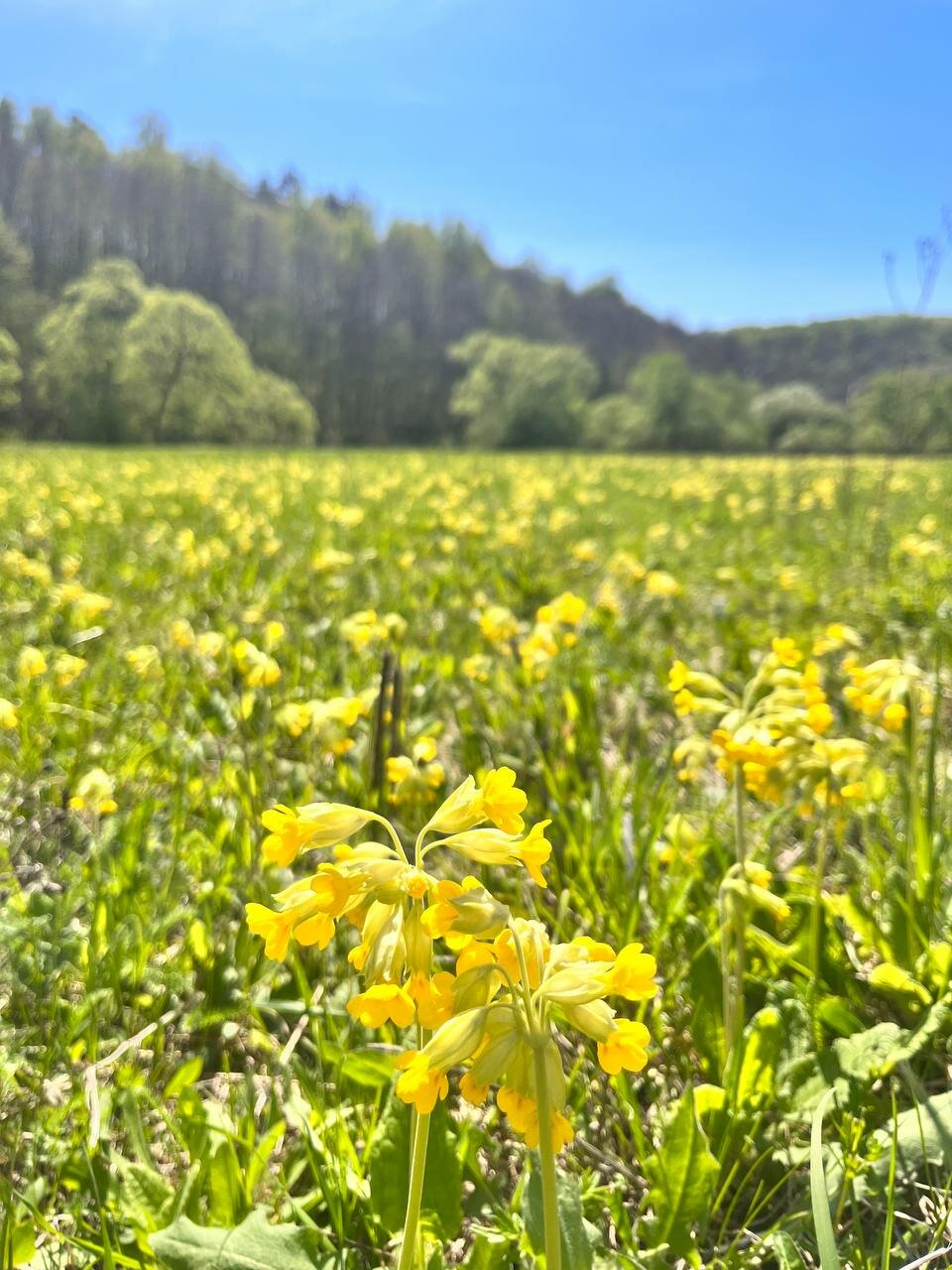 База отдыха Бобровый мыс Таруса-253