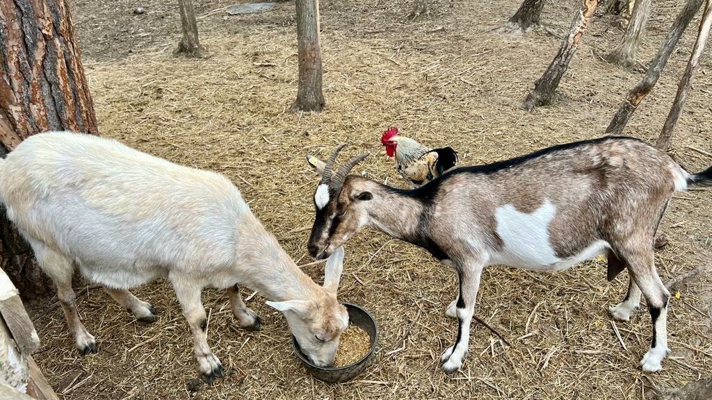 База отдыха Бобровый мыс Таруса-21