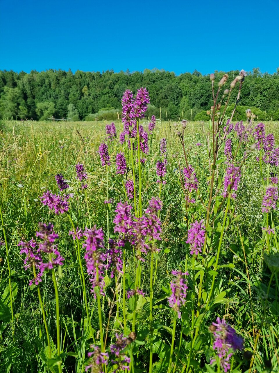 База отдыха Бобровый мыс Таруса-219