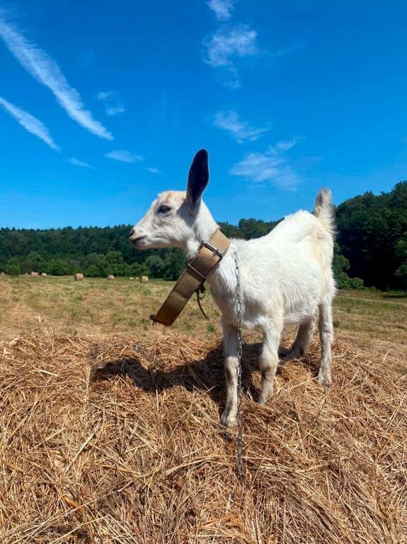 База отдыха Бобровый мыс Таруса-72