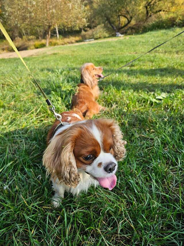 База отдыха Бобровый мыс Таруса-237