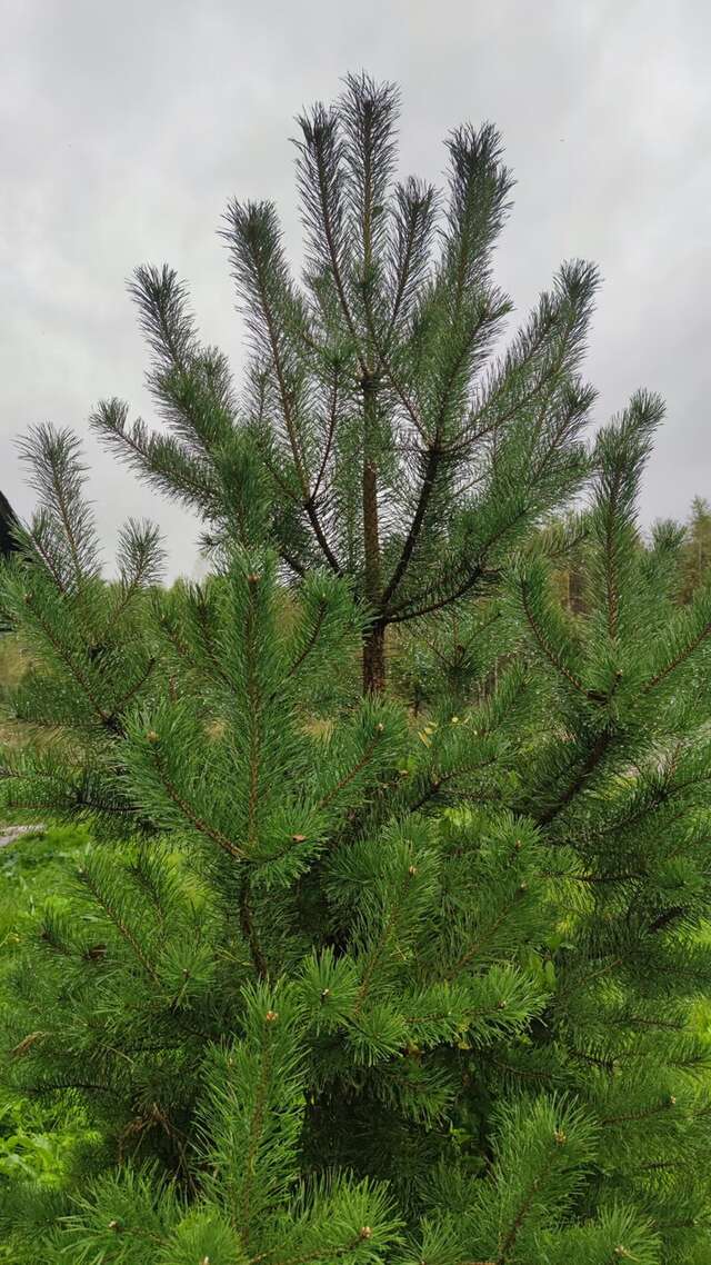 База отдыха Бобровый мыс Таруса-234